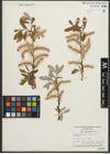 Foto von Salix sitchensis Sanson ex Bong.